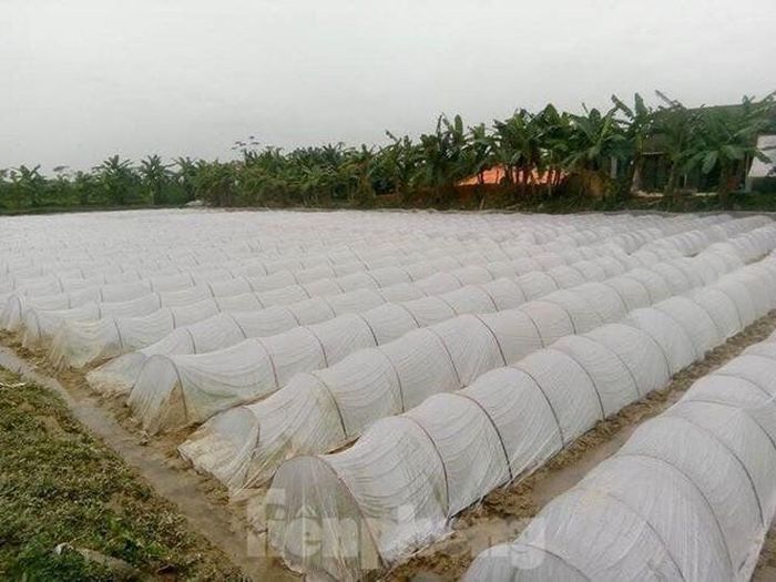 Nông dân chỉ gieo giống khi nhiệt độ trên 16 độ C.