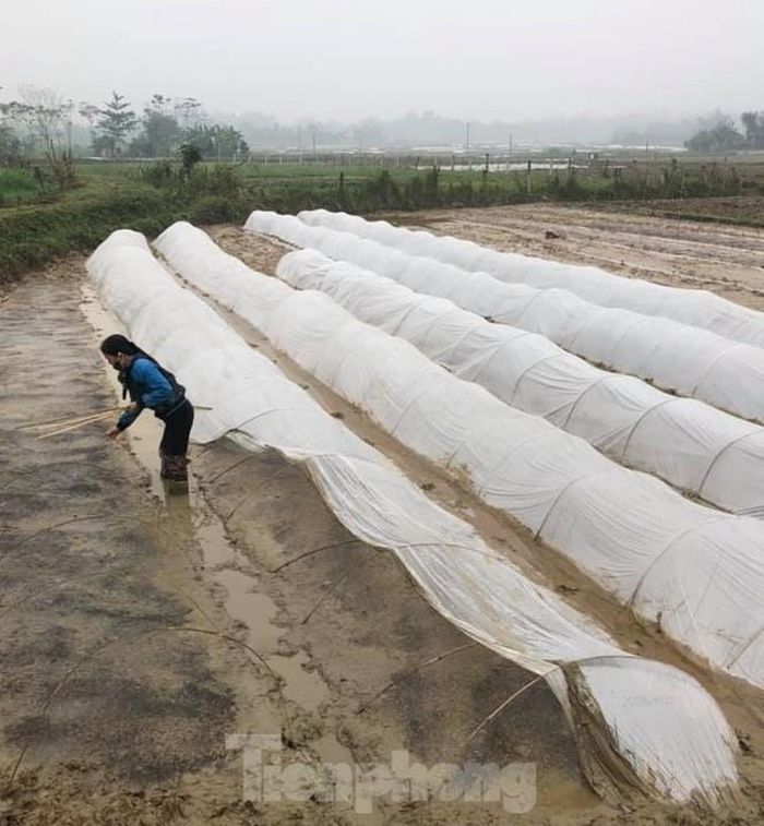 “Bắc mạ che phủ ni lông để chống rét, đồng thời ngăn chặn chuột, rầy xâm nhập gây hại và truyền bệnh trên mạ; ngừng ngay việc xuống giống và nghiêm cấm việc gieo sạ, cấy lúa trong những ngày nhiệt độ dưới 16 độ C; đẩy nhanh tiến độ làm đất. Những diện tích lúa đã gieo thẳng thì tiếp tục duy trì nước ở rãnh, đảm bảo mặt luống luôn đủ ẩm, dùng tro bếp bón đều trên mặt luống để tăng cường khả năng chống rét. Tập trung chăm sóc các loại rau màu đáp ứng nhu cầu thị trường, nhất là trong dịp Tết Nguyên đán sắp tới”, ông Nguyễn Văn Đệ cho biết thêm.