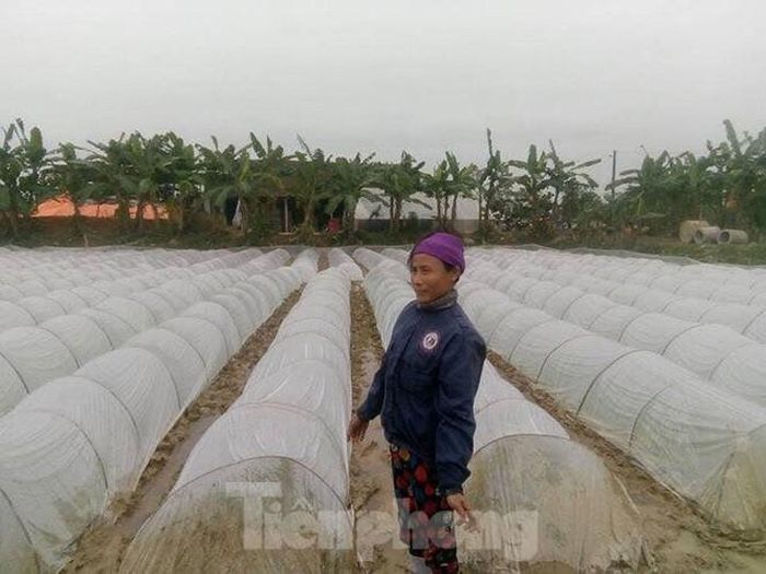 Đợt rét đậm, rét hại đang khắc nghiệt, huyện Thanh Chương (Nghệ An) đã ra thông báo tạm dừng việc ngâm ủ các loại giống để gieo. Đồng thời thực hiện các biện pháp phòng chống rét cho các diện tích mạ đã gieo như bón bổ sung tro bếp, điều chỉnh mức nước phù hợp, kiểm tra độ an toàn của việc phủ nilon.