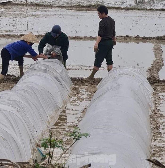 Ông Nguyễn Văn Đệ - Giám đốc Sở Nông nghiệp và Phát triển Nông thôn Nghệ An cho biết, trong tháng 1/2021, không khí lạnh hoạt động mạnh nên sẽ xuất hiện nhiều ngày rét kéo dài, với khoảng 3 - 4 đợt rét đậm, rét hại. Đây là giai đoạn trùng với thời điểm bà con nông dân tổ chức xuống giống, gieo cấy, bên cạnh đó, nguy cơ tiềm ẩn một số dịch bệnh có khả năng phát sinh gây hại nặng trên diện rộng nên sẽ ảnh hưởng đến sản xuất. 