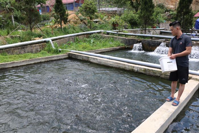  Một trang tại nuôi cá hồi ở Sa Pa. Ảnh: Anh Tuấn. 