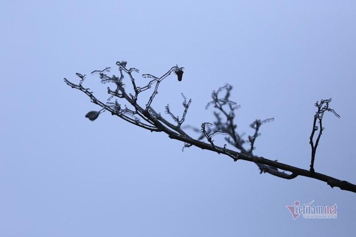 Một cành cây dại ven đường