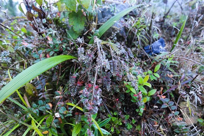 Băng giá khiến cây cối lung linh như ngọc