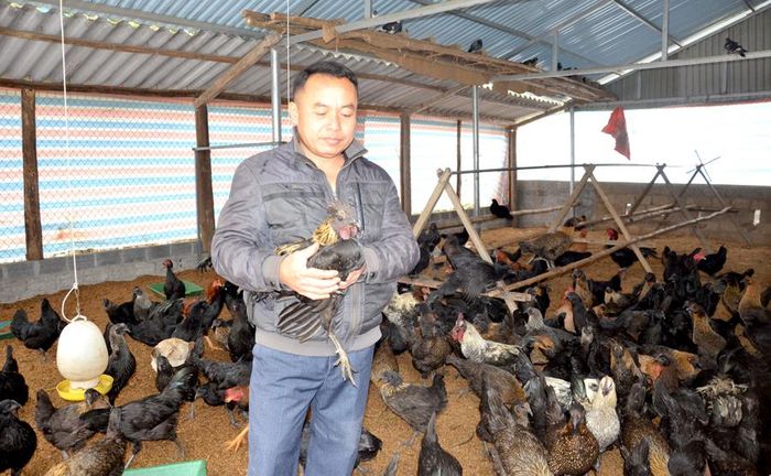  Anh Triệu Văn Đang, dân tộc Tày, thôn Làng Nhà, xã Kim Quan nuôi gà đen theo hướng hàng hóa.