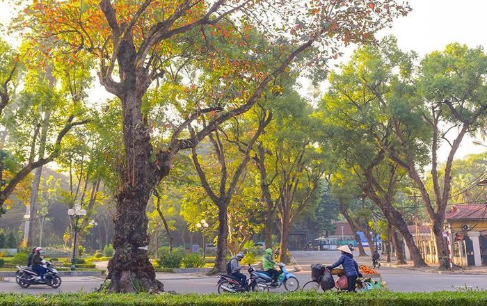Những tán lá bàng đỏ rực trên phố Thụy Khuê mang vẻ đẹp đặc trưng của mùa đông Hà Nội