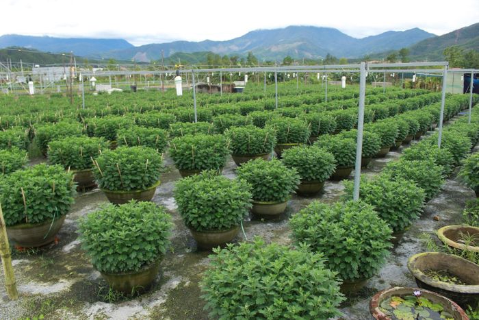 Bà con phải lắp đèn thắp đèn xuyên đêm để kích thích hoa cúc tăng trưởng do thiếu nắng