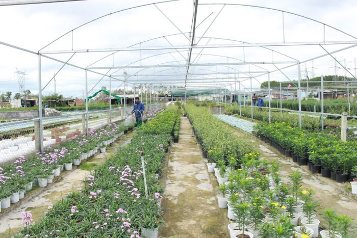 Đa dạng cây trồng giúp nông dân nơi đây giải quyết được vấn đề đầu ra do không phải cạnh tranh với các nhà vườn khác như mọi năm