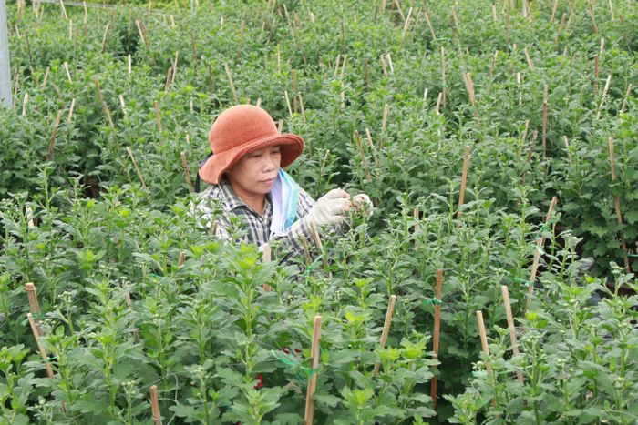 Chị Liên đang chăm sóc những khâu cuối cùng trước khi cung ứng ra thị trường hoa tết