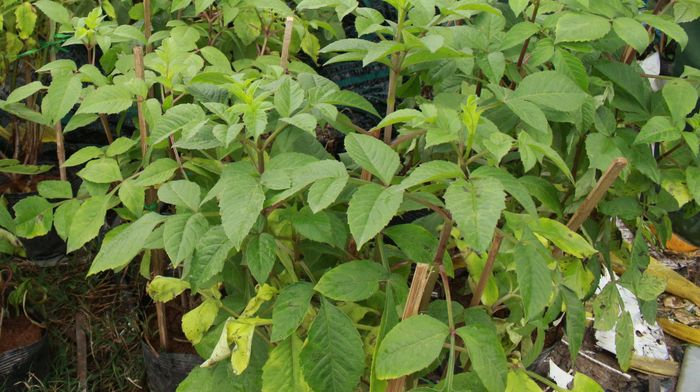 Thời tiết lạnh, thiếu nắng khiến nhiều loại hoa bị vàng lá, hư hỏng nhiều
