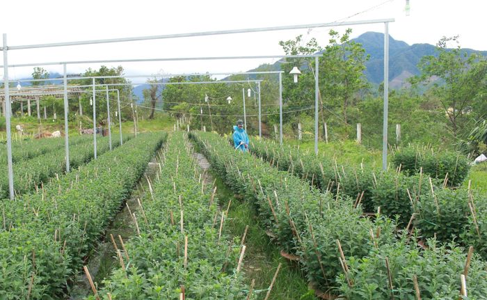 Cúc chậu là mặt hàng chủ lực của bà con trồng hoa nơi đây