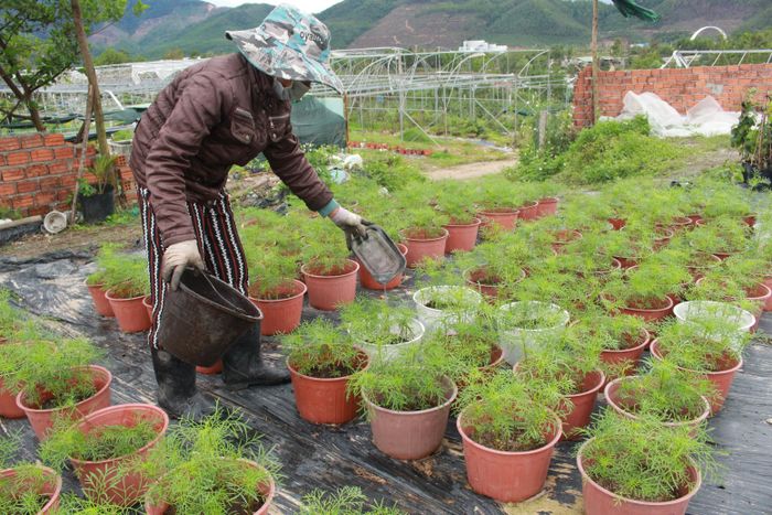 Hoa cánh bướm Nhật được khách hàng rất ưa chuộng vào những năm gần đây