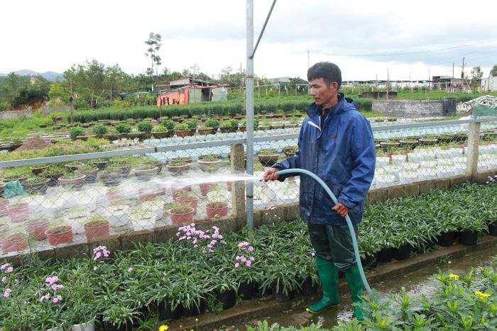 Hầu hết hoa tại làng Vân Dương đã được thương lái đặt mua, chỉ còn một ít để bán lẻ
