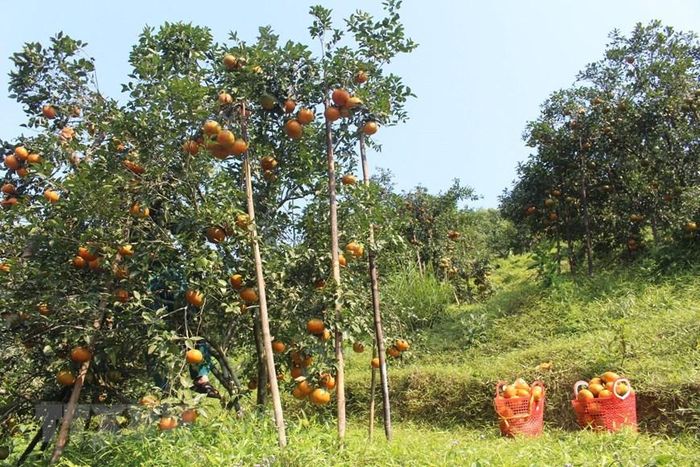 Những vườn cam bù trĩu quả, nông dân huyện Hương Sơn phải dùng sào để đỡ. (Ảnh: Hoàng Ngà/TTXVN)