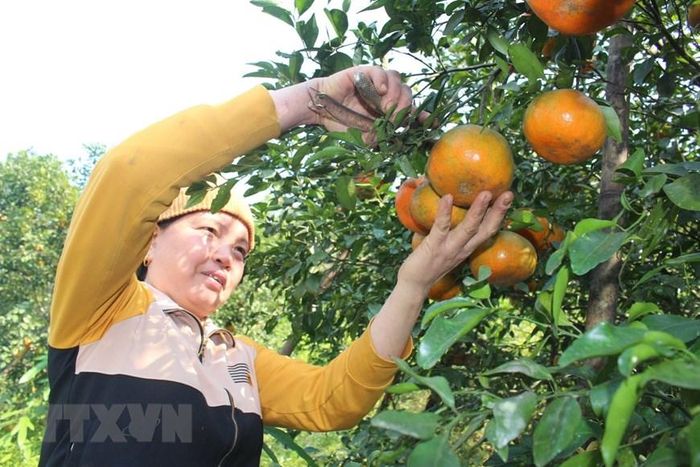 Người nông dân cắt những lứa cam bói đầu tiên để bán. (Ảnh: Hoàng Ngà/TTXVN)