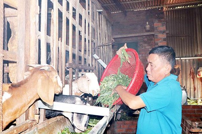 Nhiều hộ dân tại vùng trồng tiêu Xuân Thọ đã kết hợp nuôi dê cho thu nhập khá trong những năm gần đây