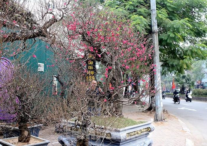 Những "sản phẩm" Tết ra trưng bày chật nít các vỉa hè. Nhiều nhất hiện tại là đào thế cổ thụ với những gốc cây lớn, thân cao, có những cây cao hơn 2,5m được đựng trong những chậu to khổng lồ.
