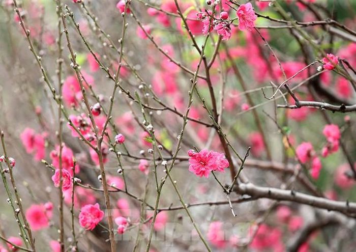 Trong không gian hoa đào và cảm giác se lạnh đã tạo cho mọi người không khí Tết sắp đến gần