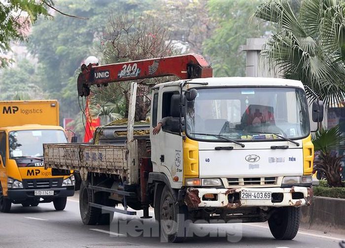 Đào được chở bằng xe tải cẩu tại chỗ vì kích thước lớn nhiều người cũng không bê nổi.