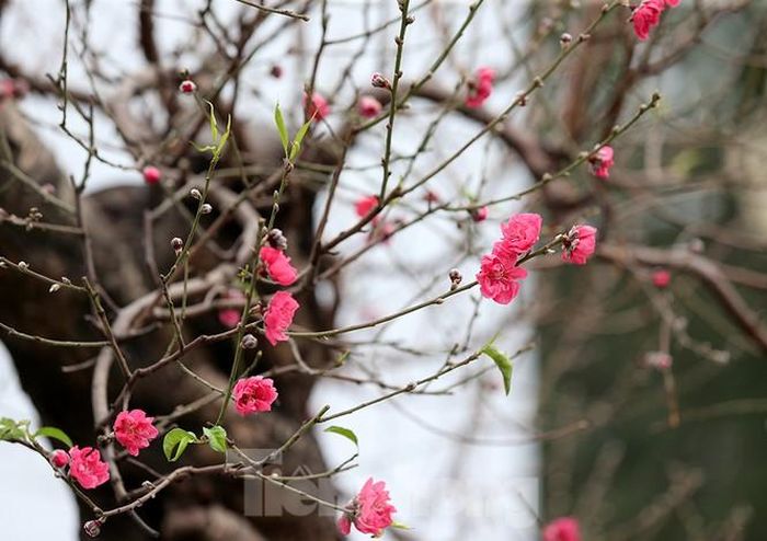 "Cây đào này tôi mới vận chuyển ra đây được 2 ngày nay, ai đi qua cũng phải liếc qua nhìn và hỏi giá mỗi ngày, thấy vậy chúng tôi cũng phấn khởi lắm": chủ vườn đào Công nói
