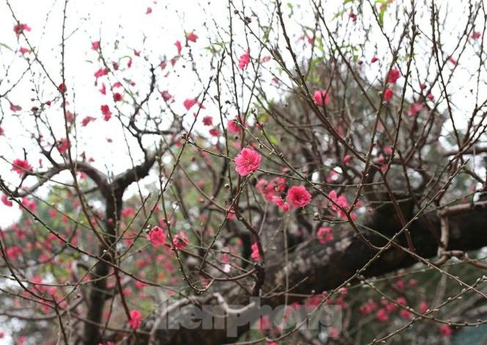 Bên cạnh cây đào thế kia còn có cây đào giá gần 100 triệu nhưng chủ đào chỉ cho thuê chứ cũng không muốn bán vì nếu không biết cách chăm sóc thì đào sẽ hỏng vì toàn là đào quý.