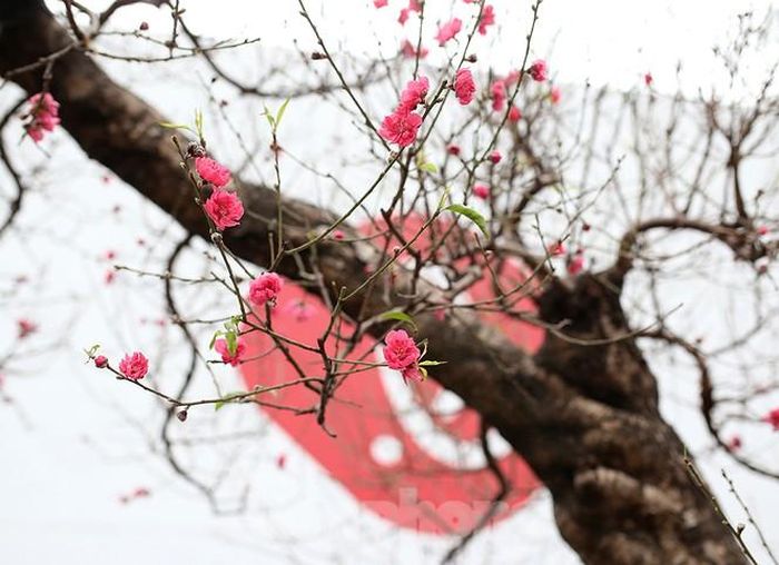 Do thời tiết năm nay không được thuận lợi nên những ngày tới trời ấm đủ độ sẽ kích hoa nở vào đúng dịp Tết để người dân có thể thưởng ngoạn những bông hoa đẹp.