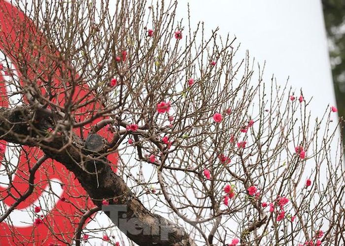 Theo chủ nhà vườn Công (Phú Thượng) cho biết:"Cây đào thế, đào cổ thụ này rất nhiều công chăm sóc nhiều hơn và cầu ky hơn bình thường,hiện tại cây cũng đã nở hoa nhưng điều đặc biệt là hoa nở hết lớp này đến lớp khác do chồi hoa đã có sẵn và ra liên tục,nếu ai thích chơi đào Tết sớm có thể mua về chơi trong nhà ,tuy giá cả có tăng hơn năm ngoái do thời tiết lạnh hơn, hoa ra đẹp hơn"