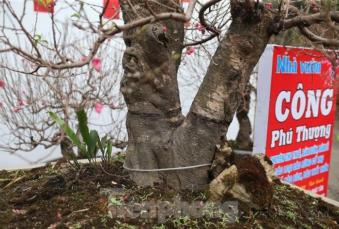  Gốc đào già cỗi theo thời gian,tuy nhiên, trên các tán cây nhỏ lại đang đâm chồi, nảy lộc.