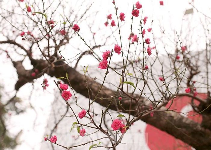 Chủ vườn cho rằng, sở dĩ những gốc đào cổ thụ được trưng bày dưới phố sớm chủ yếu phục vụ các doanh nghiệp, đơn vị thuê để trưng tại văn phòng trước, trong và sau Tết.