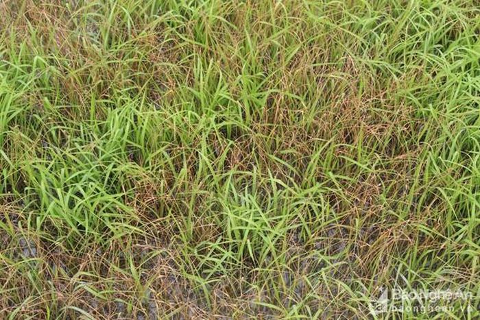 Những diện tích mạ bị chết như thế này là phải gieo lại. Ảnh: Hồng Diện