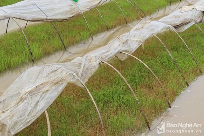 Nhiều luống mạ ở xã Quỳnh Hậu bị chết với tỷ lệ cao. Ảnh: Hồng Diện