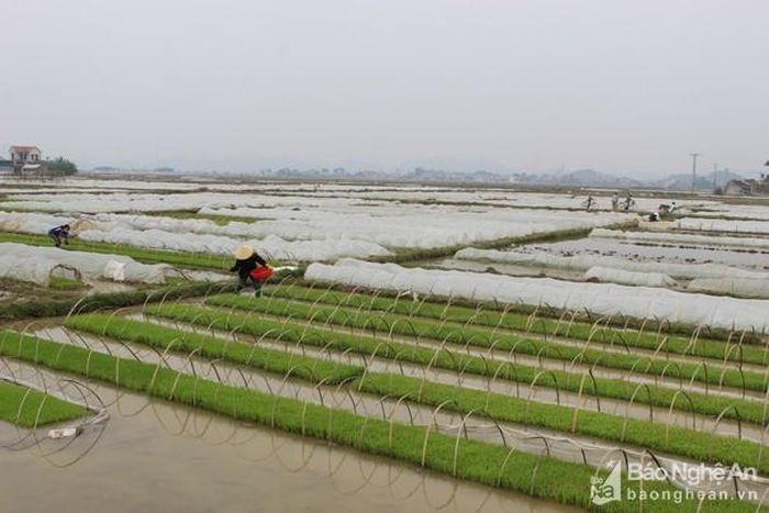 Các địa phương trên địa bàn huyện Quỳnh Lưu bắc mạ tập trung thành từng vùng và che phủ ni lông cẩn thận, nhưng mạ vẫn bị chết rét. Ảnh: Hồng Diện