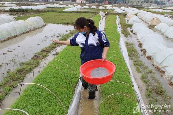 Người dân tát nước lên luống mạ để lân và tro nhanh ngấm xuống đất giữ ấm cho mạ. Ảnh: Hồng Diện