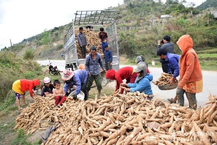 Bà con nông dân trên địa bàn tỉnh hối hả thu hoạch sắn bán cho nhà máy. Ảnh: Xuân Hoàng