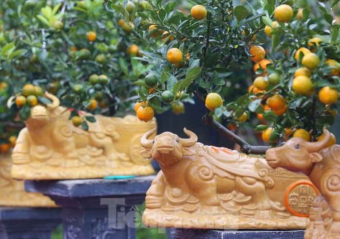 Theo một số chủ nhà vườn, những chậu quất bonsai tạo hình trên lưng chú trâu mang đến nhiều ý nghĩa đặc biệt. Trâu vàng tượng trưng cho mong muốn có sức khỏe dồi dào, tinh thần sung mãn để mang tài lộc và thịnh vượng trong năm mới 2021. Con trâu là đầu cơ nghiệp, trâu vốn to khỏe, chăm chỉ nên biểu tượng chú trâu cõng quất bonsai trĩu quả tượng trưng cho mong muốn có sức khỏe, mang lại nhiều tài lộc, thịnh vượng trong năm mới