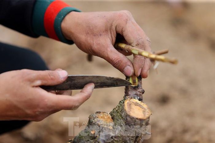 Anh Chiến chủ vườn đào ở Nhật Tân cho biết: " Năm trước, vào những ngày áp Tết, trời thường nắng ấm, nên người trồng đào vừa chăm sóc, vừa phải nghe ngóng thời tiết để có cách điều chỉnh cho hoa nở đúng dịp Tết , năm nay do thời tiết có đợt rét hại, người dân trồng đào phải miệt mài khuya sớm chăm cây"