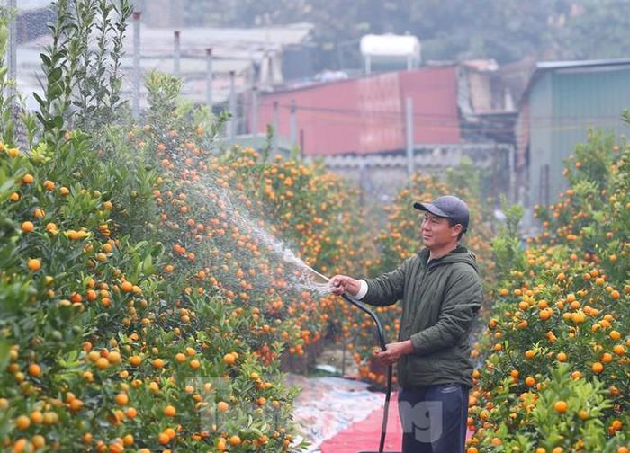 Tại làng quất Tứ Liên (quận Tây Hồ), cũng bắt gặp một không khí rất sôi động, công việc chăm bón cho cây tươi tốt để quả chín và có hoa vào đúng dịp Tết càng đòi hỏi sự cẩn thận, tỉ mỉ hơn,bên cạnh những chậu quất truyền thống, năm nay, các nghệ nhân làng quất cảnh Tứ Liên đã có nhiều ý tưởng độc đáo về hình dáng chú trâu của năm Tân Sửu với thế đẹp, độc, lạ phục vụ nhu cầu khách chơi hoa ngày Tết.