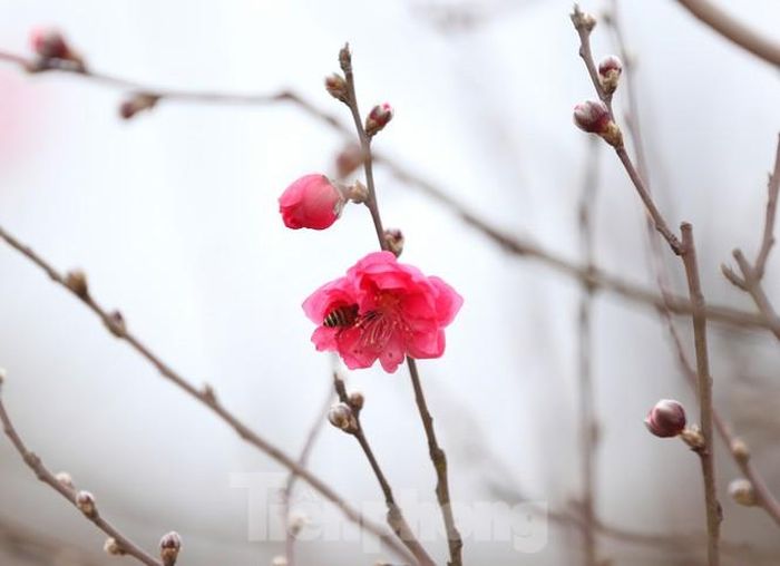 Những cây đào được bàn tay khéo léo của những người nông dân chăm sóc cẩn thận, báo hiệu sẽ cho ra những bông hoa đẹp nhất phục vụ nhu cầu khách chơi hoa dịp Tết.