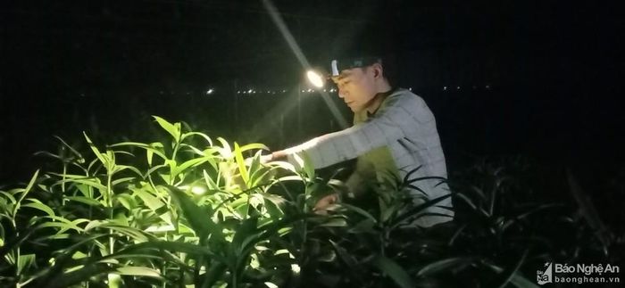 Anh Đặng Xuân Cường, xóm Liên Minh (Thanh Liên, Thanh Chương), trồng 4 sào cúc, 1 sào hoa ly. Vụ hoa năm nay, anh Cường đã đầu tư thêm tiền lắp bóng đèn, các loại chế phẩm sinh học, phân bón giúp cho cây chắc khỏe, chống rét tốt hơn. Vào dịp cây ra búp, ban đêm anh còn thường xuyên kiểm tra, nếu phát hiện rệp hại hoa thì phải phun thuốc xử lý ngay. Ảnh: Tiến Đông