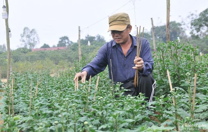 Để đảm bảo cho cây hoa sinh trưởng và phát triển tốt trong điều kiện thời tiết như hiện nay, người dân được khuyến cáo cần phải theo dõi tình hình thời tiết, sâu bệnh thường xuyên để có biện pháp xử lý kịp thời. Nếu rét đậm thì cần bón thêm phân chứa nhiều kali, hoặc sử dụng các biện pháp bảo vệ như căng màng ni lông hay thắp đèn giữ ấm cho cây. Ảnh: Tiến Đông