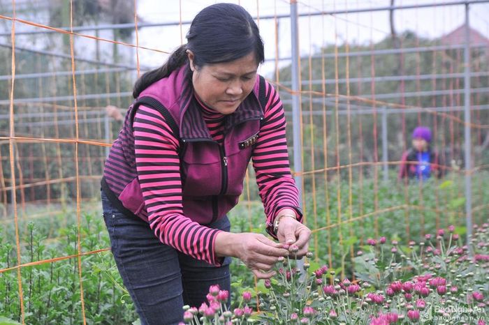 Ở xã Nghi Liên mùa này có khoảng 120 hộ tham gia trồng hoa Tết, với diện tích lên đến 6 ha. Hiện tại có nhiều loại hoa đã bắt đầu nở sẽ được người dân tỉa bán dần phục vụ cho nhu cầu dịp rằm tháng Chạp sắp tới. Ảnh: Tiến Đông