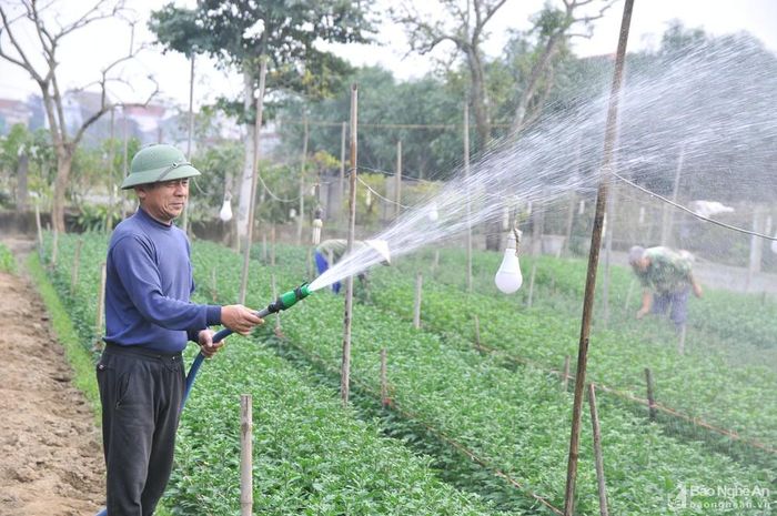 Gia đình ông Nguyễn Đình Tường, xóm Kim Chi (Nghi Ân, TP.Vinh), trồng trên 1 vạn cây hoa cúc các loại, cùng nhiều loài hoa khác. Trời rét đậm, gia đình phải tập trung chăm sóc thường xuyên để đảm bảo cây có đủ sức đề kháng chống chọi với thời tiết khắc nghiệt và cho hoa đều, đẹp. Ảnh: Tiến Đông