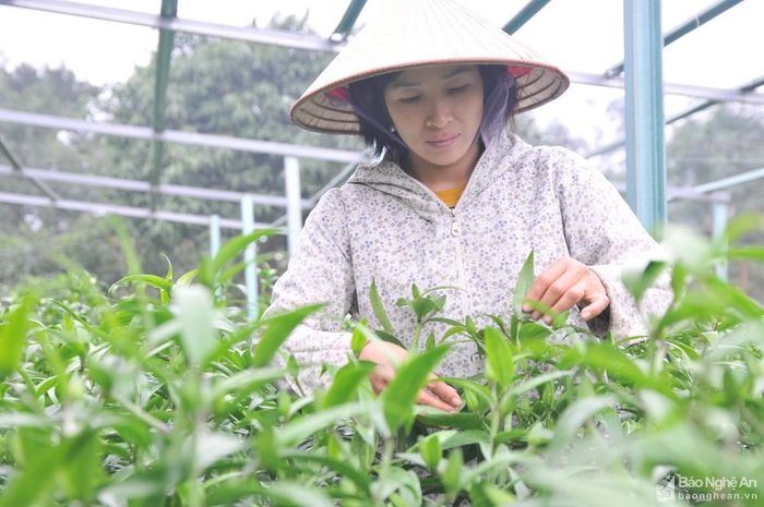 Chị Nguyễn Thị Hiến, xóm Kim Phúc (Nghi Ân, TP.Vinh), trồng hơn 7.000 cây hoa cúc và 2.500 cây hoa ly. Để giúp cây chống chọi với thời tiết khắc nghiệt, gia đình đã làm sẵn giàn thép, nếu trời nắng quá thì căng lưới đen cắt bớt ánh nắng, còn nếu sương muối hay rét đậm, rét hại thì căng màng nilon che chắn và thắp bóng đèn giữ ấm. Ảnh: Tiến Đông