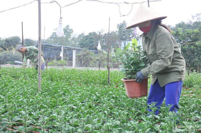 Ngoài việc trồng thành luống, gia đình ông Tường còn ươm hoa vào chậu phục vụ cho những khách hàng không có nhiều thời gian chọn từng cây riêng lẻ mà chỉ cần là có sẵn chậu đem về chơi Tết. Ảnh: Tiến Đông
