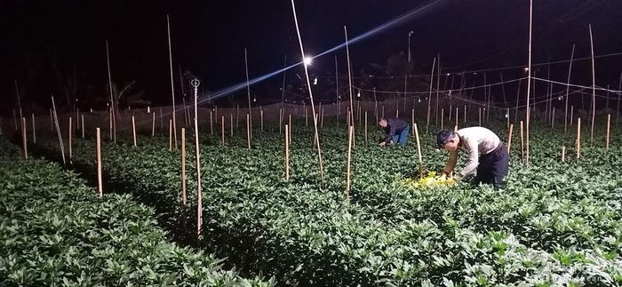 Ở nhiều địa phương như Thanh Chương, TX.Thái Hòa, Quỳnh Lưu… năm nay nhiều hộ dân cũng tham gia trồng hoa. Để chống chọi với trời rét đậm, đồng thời hãm cho hoa không nở sớm, nhiều nhà vườn đã thắp sáng đèn suốt đêm cho vườn hoa của mình. Ảnh: Tiến Đông