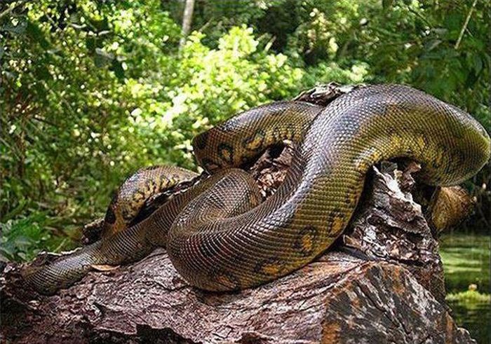  Khác với nhiều loài trăn trên thế giới, trăn Anaconda chủ yếu sống trong môi trường nước. Chúng có khả năng ngụy trang và bơi rất giỏi, thường lặn sâu trong dòng nước để săn mồi. 