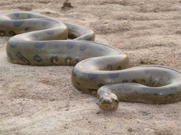  Trăn Anaconda cái có thể đẻ từ 10 đến 50 con mỗi lứa (kỷ lục là 100 con non). Trăn Anaconda sơ sinh dài khoảng 75 cm, nặng khoảng 250 gram. Nó có thể sống tự lập ngay khi sinh và rời mẹ chỉ vài giờ sau khi ra đời. 