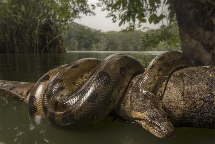  Trăn Anaconda có loài màu xanh, vàng, đốm trắng đen và trăn Anaconda khổng lồ sống ở Bolivia. Đây là loài trăn rất nguy hiểm, chúng thậm chí có thể tấn công cả con người. 