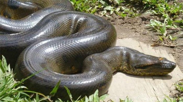  Trăn Anaconda di chuyển chậm, sống và kiếm ăn đơn độc. Trên đường tìm kiếm thức ăn, chúng có thể biến bất cứ loài động vật nào thành mồi ngon, từ cá sấu, linh dương, bò rừng… 