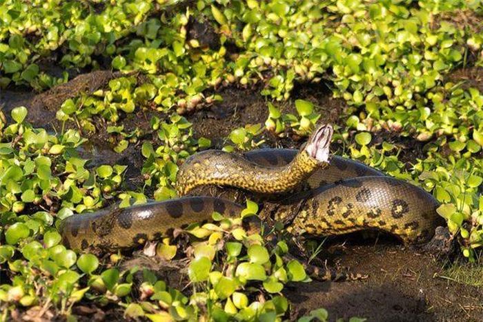  Loài trăn khổng lồ sống ở Amazon là trăn Anaconda. Theo National Geographic, có trọng lượng hơn 250 kg, dài hơn 9 m, Anaconda là loài trăn lớn bậc nhất thế giới. Với trọng lượng cơ thể "khủng", chúng có thể biến nhiều loài động vật lớn thành miếng mồi ngon. 