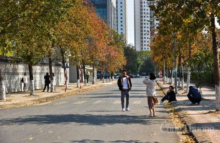 Bạn trẻ thích thú tạo dáng bên hàng phong lá đỏ đang chuyển màu